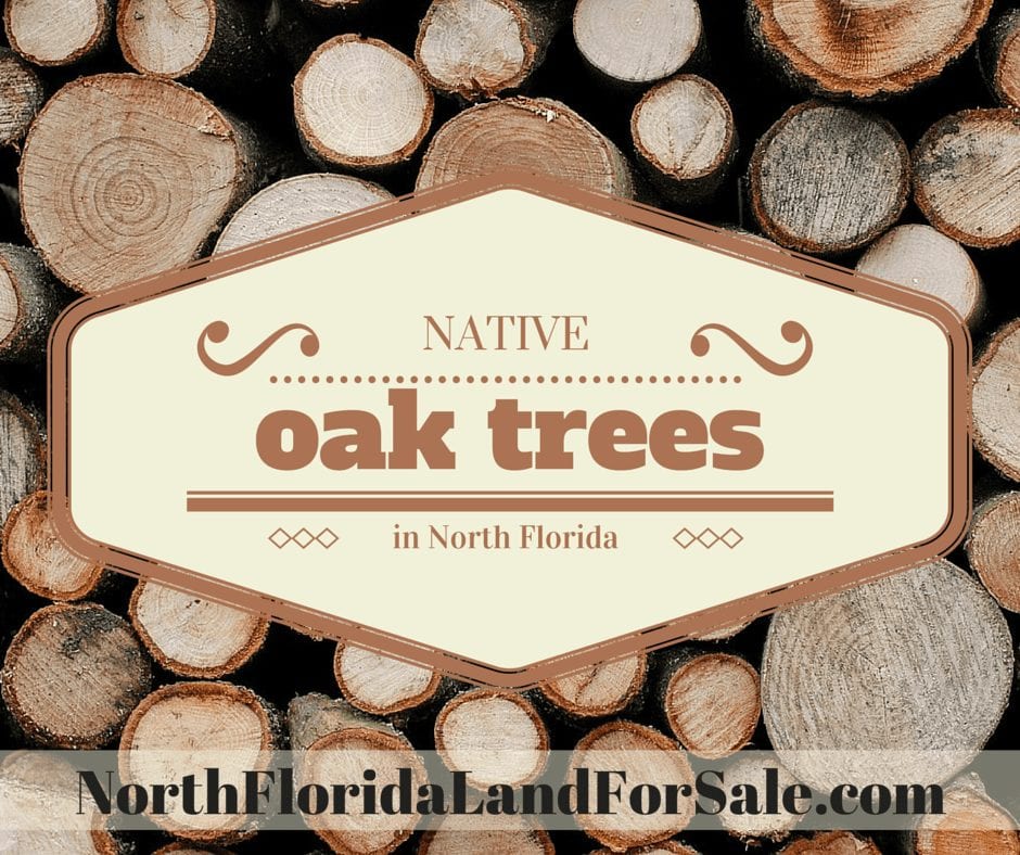 Types of Oak Trees Native to North Florida