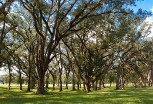 Lots and Homesites for Sale in Lake City Florida