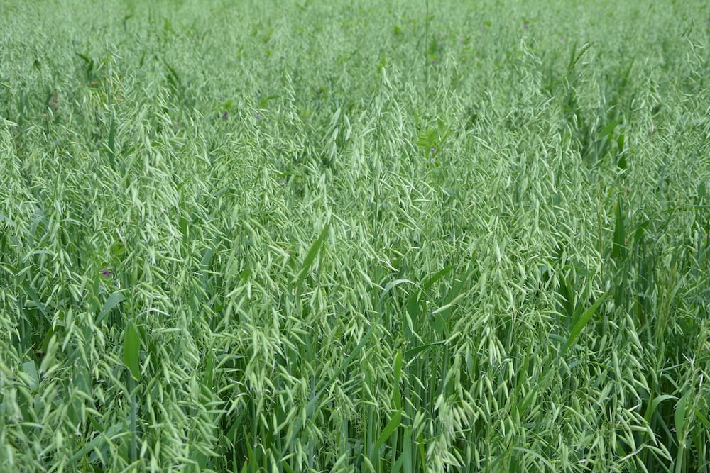 More Advice on Cover Crops: Mistakes to Avoid