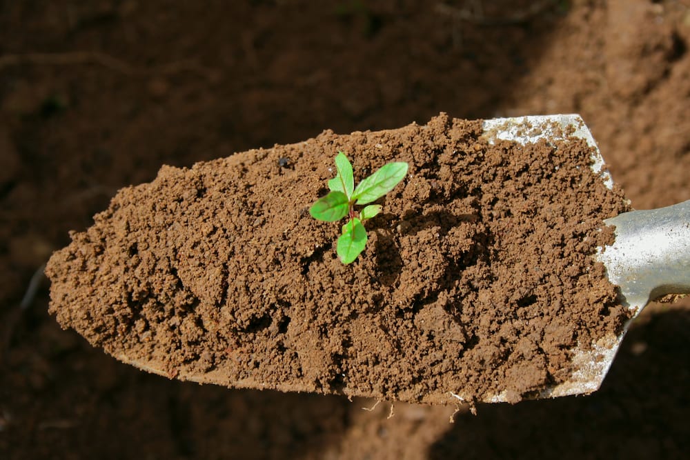 3 Key Things Every Farmer Needs to Know About Soil Health