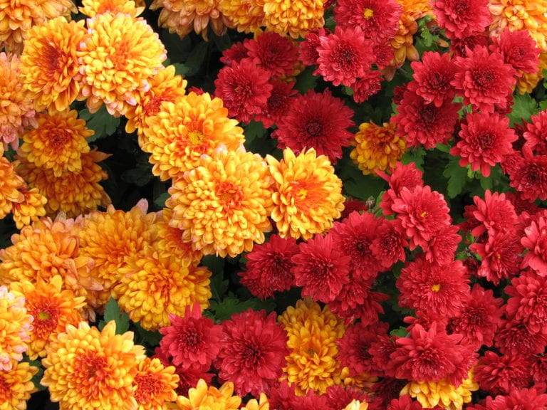 The Blooms on My Mums Are Gone. What Now? Florida Land Network