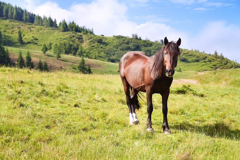How Many Acres Do You Need For A Horse In Florida Florida Land 