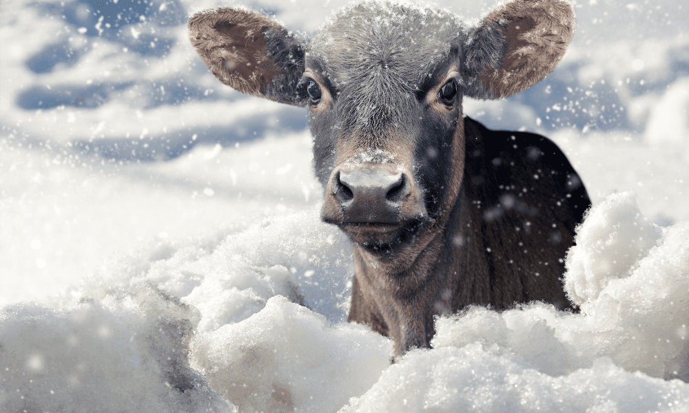2-More-Ways-to-Warm-a-Freezing-Newborn-Calf-and-What-to-Do-if-All-Else-Fails