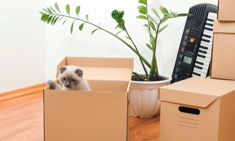 3 Pro Tips For Moving With a Cat