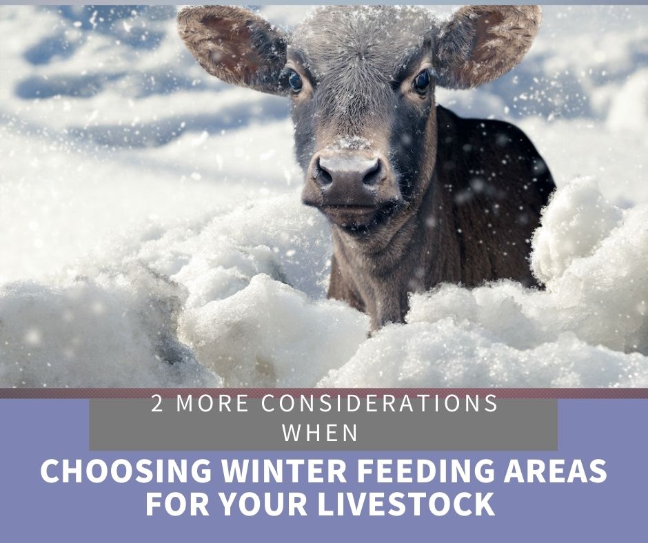 2 MORE Considerations When Choosing Winter Feeding Areas for Your Livestock