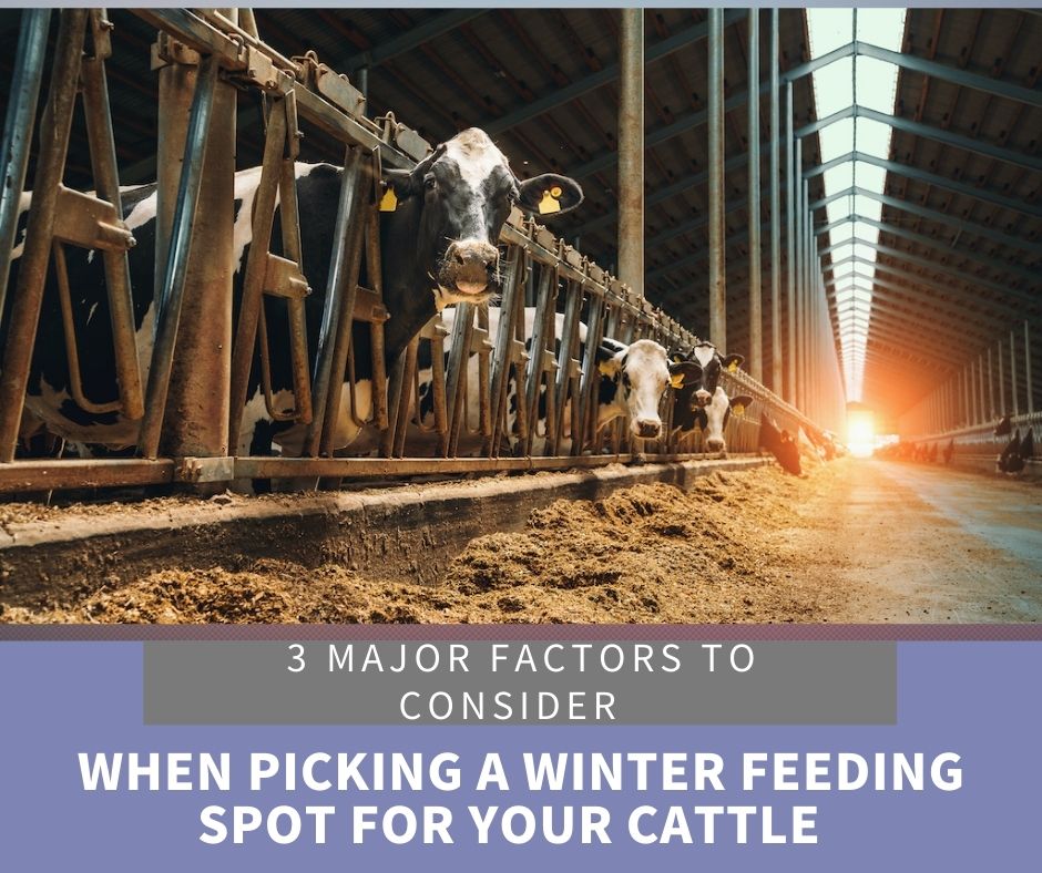 3 Major Factors to Consider When Picking a Winter Feeding Spot for Your Cattle