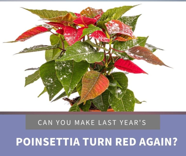 how do you get a poinsettia to turn red again