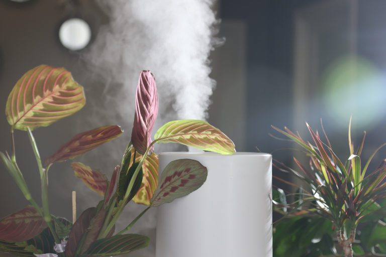 6 LowCost Alternatives to Humidifiers Florida Land Network Leonard