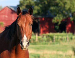 How to Keep Your Horses and Pets Safe and Warm During Winter