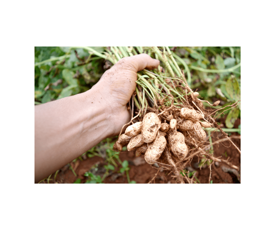 5 Tips for Buying a Peanut Farm in North Florida