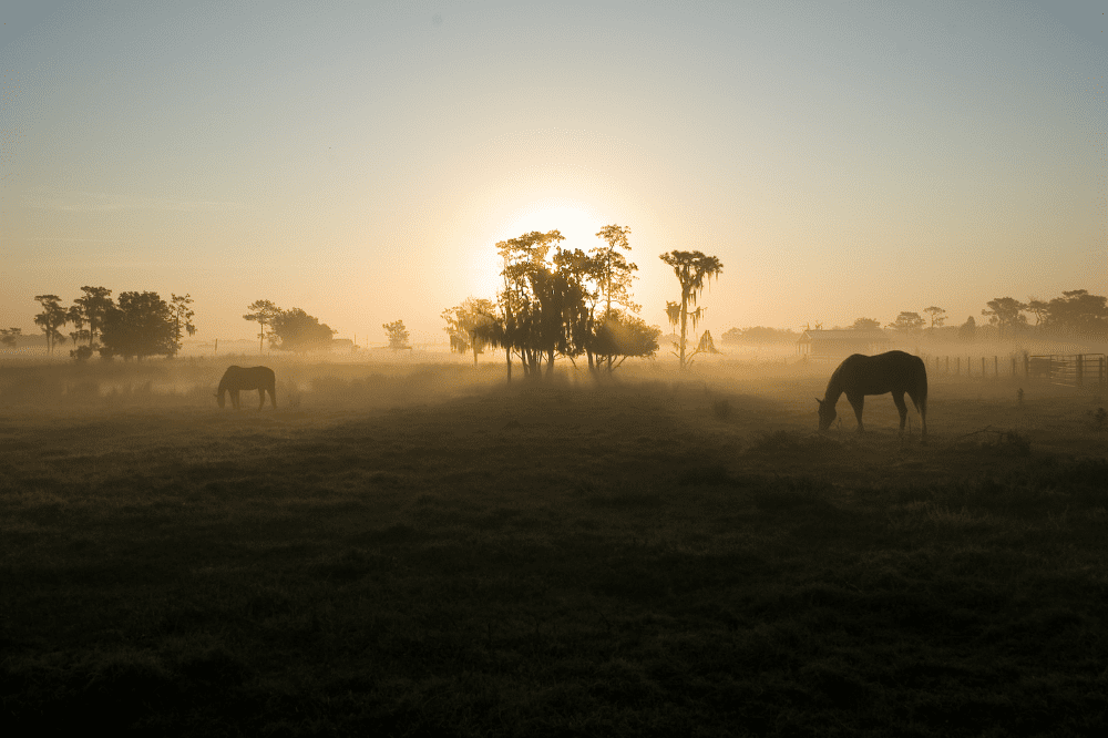 How Much Property Do You Need to Own Horses in North Florida?