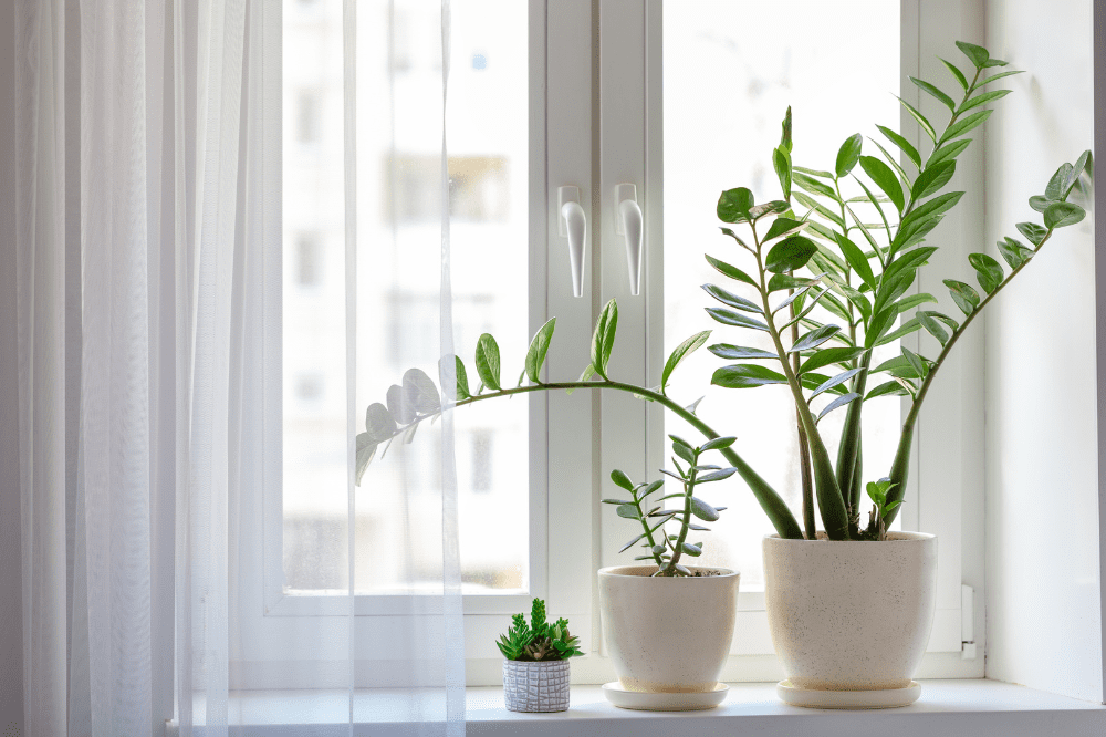 The Complete Guide to Choosing Indoor Plants to Help Sell Your Home