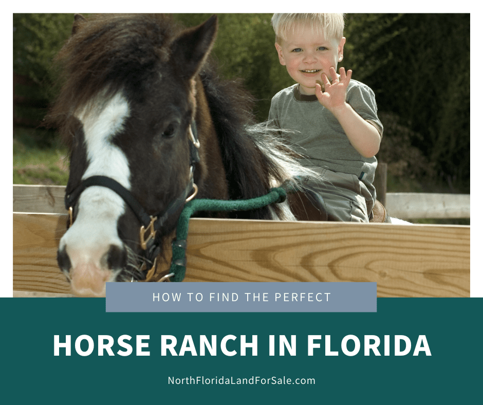 How to Find the Perfect Horse Ranch in North Florida