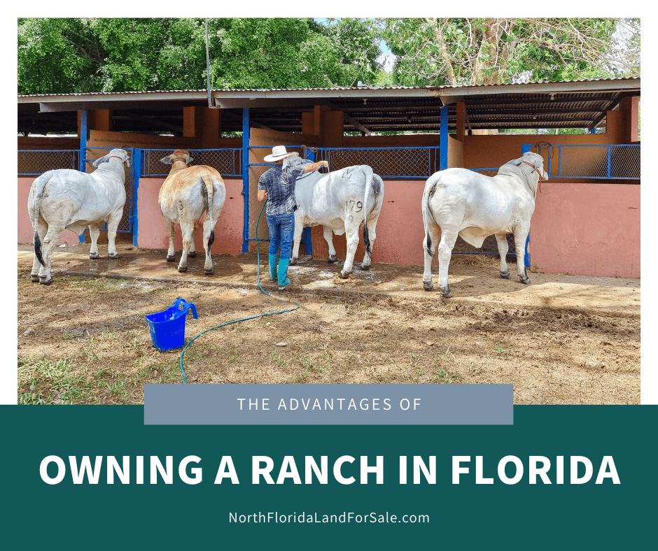 The Advantages of Owning a Ranch in North Florida