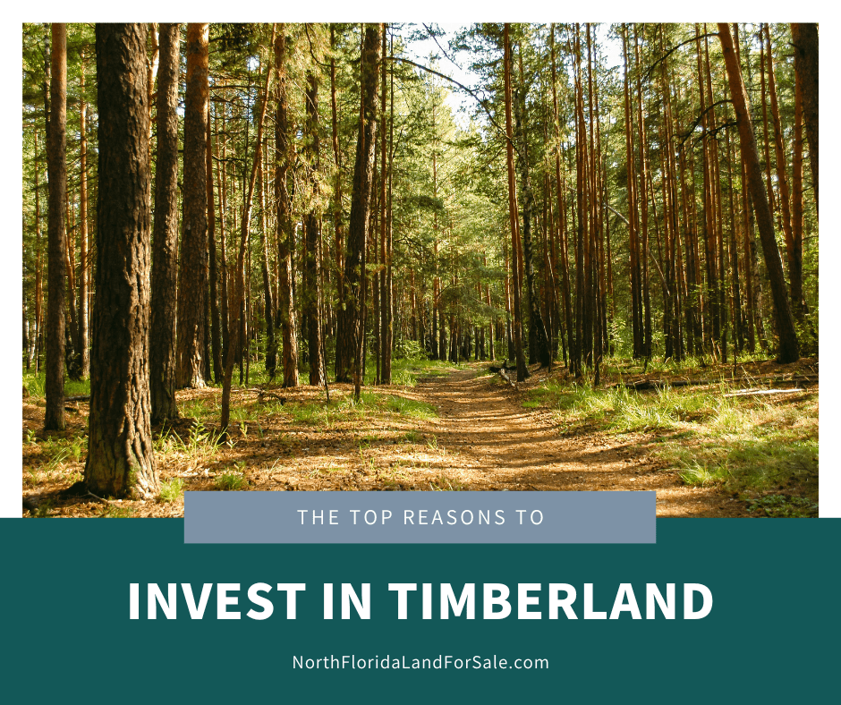 Top Reasons to Invest in Timberland in North Florida
