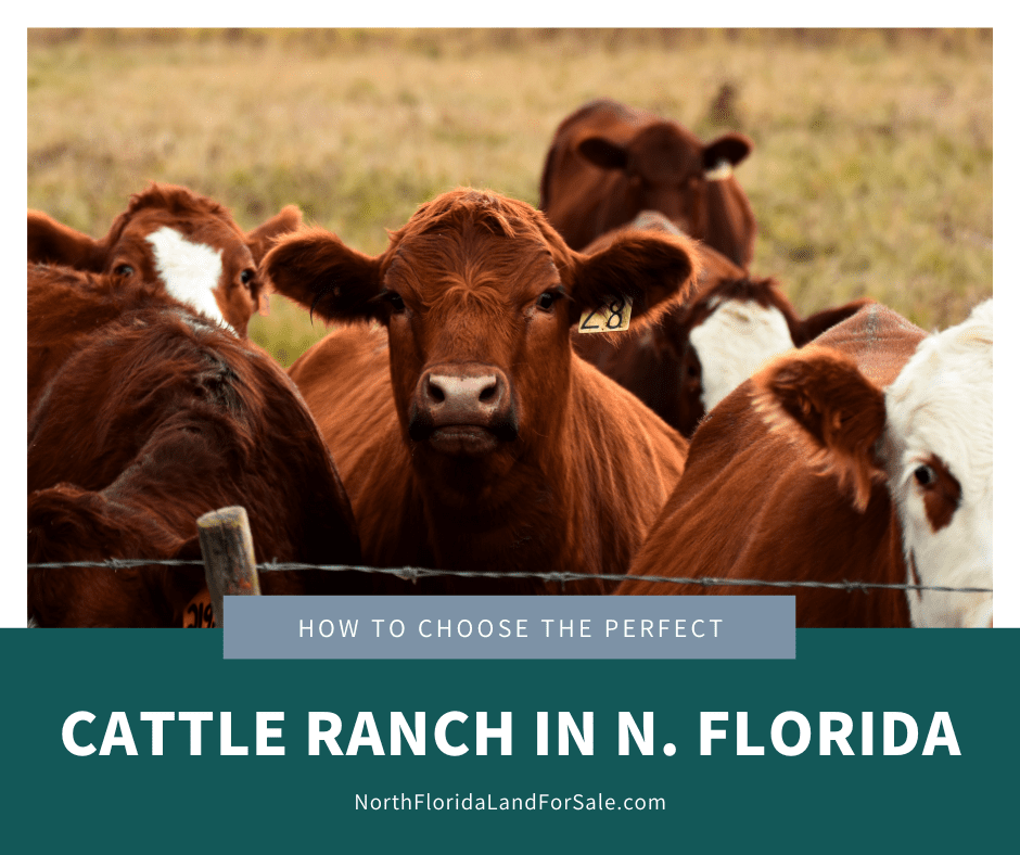 How to Choose the Perfect Cattle Ranch in North Florida