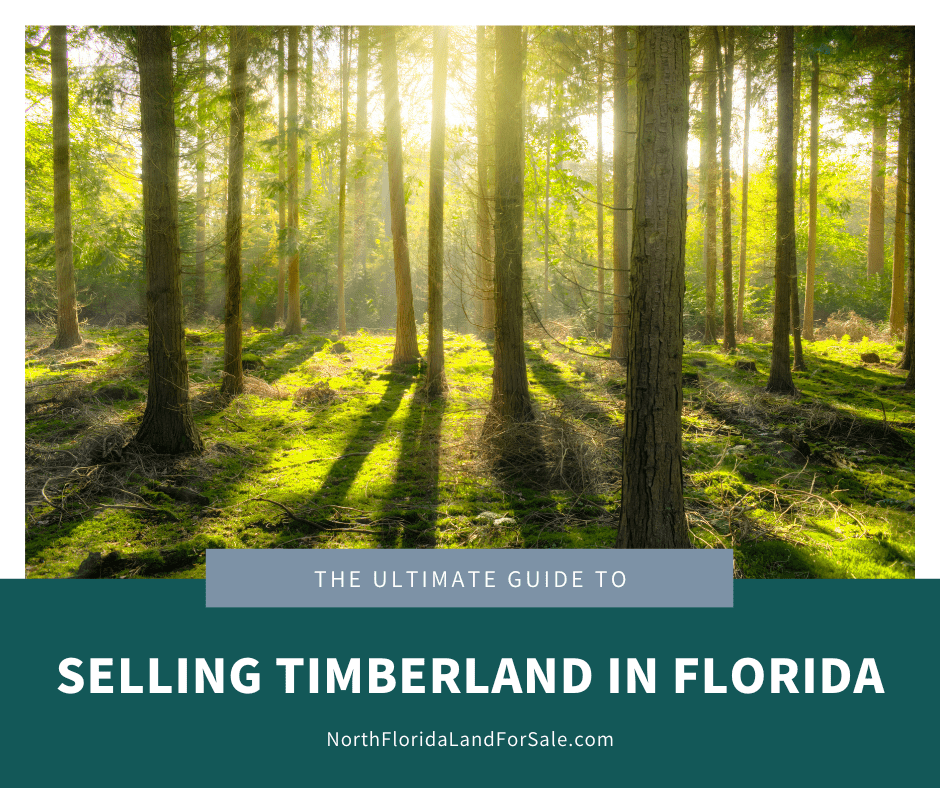 The Ultimate Guide to Selling Your Timberland in North Florida