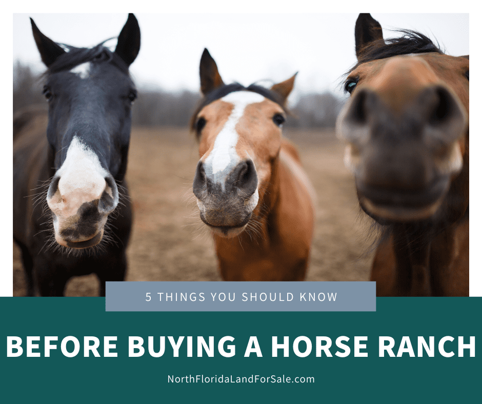 5 Things You Should Know if You're Thinking About Buying a Horse Property in Florida