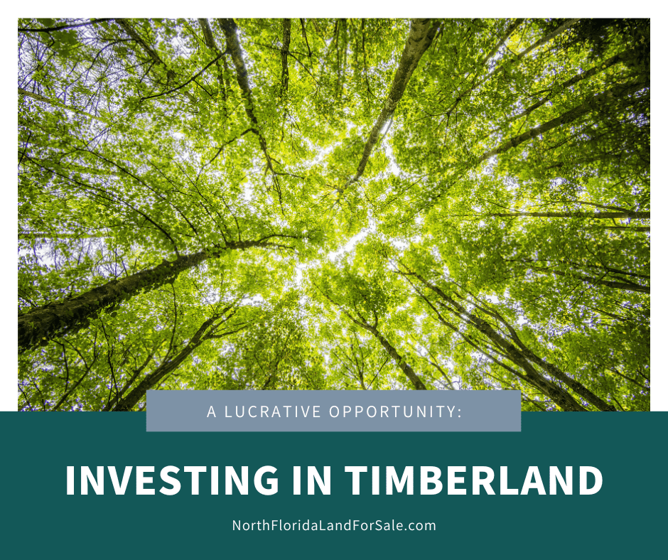 Investing in Timberland: A Lucrative Opportunity in North Florida