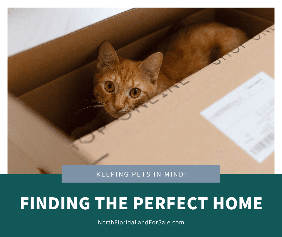 Keeping Pets in Mind: How to Find the Perfect Pet-Friendly Home in Lake City