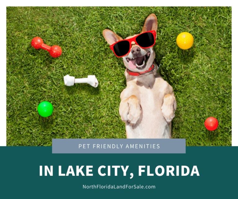 View of Pet-Friendly Amenities: Lake City's Best Parks and Recreational Areas ...
