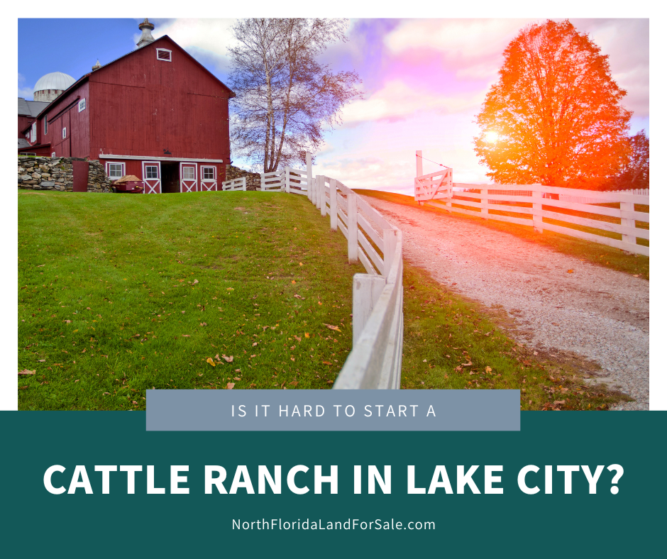 Is it Hard to Start a Cattle Ranch in North Florida?