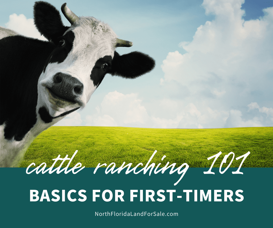Cattle Ranching 101: The Basics of Starting a Cattle Ranch in Lake City