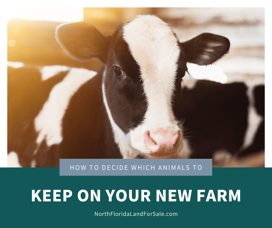 How to Decide Which Animals to Keep On Your Farm