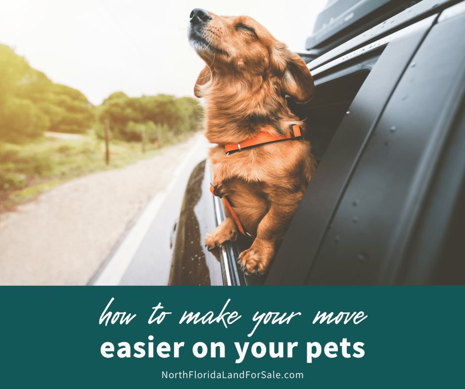 How to Make Your Move Easier on Your Pets