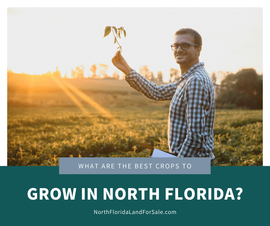 What Are the Best Crops to Grow in North Florida