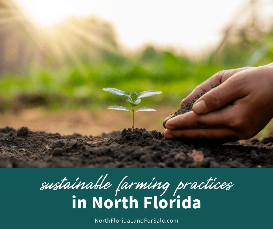 Sustainable Farming Practices in North Florida: A Guide for New Farmers