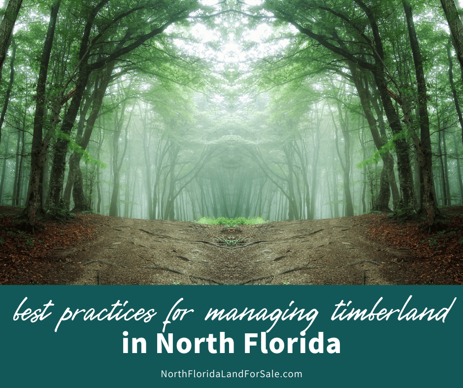 Best Practices for Managing Timberland in North Florida