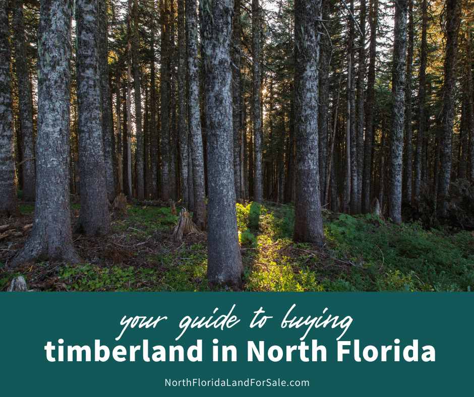 Buying North Florida Land for Timber: Tips and Insights