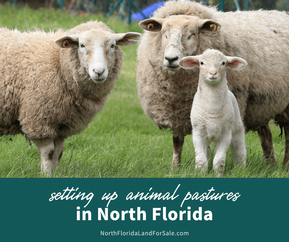 How to Set Up Animal Pastures on Your North Florida Land