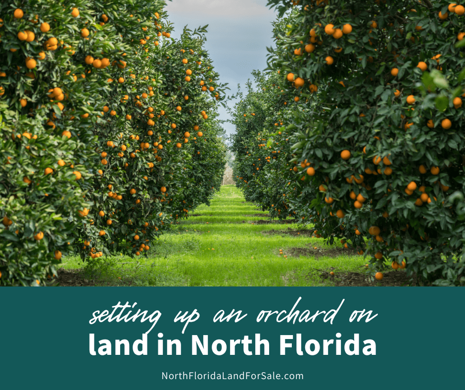 How to Set Up and Manage a Small Orchard in North Florida