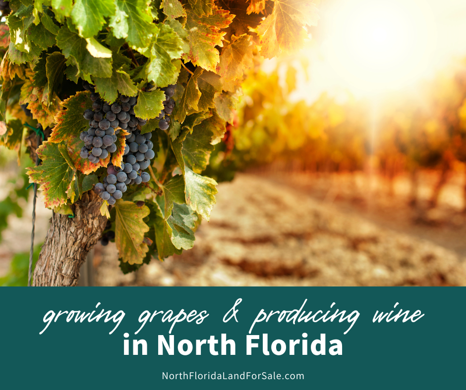 Is North Florida Land Right for Growing Grapes and Wine Production?