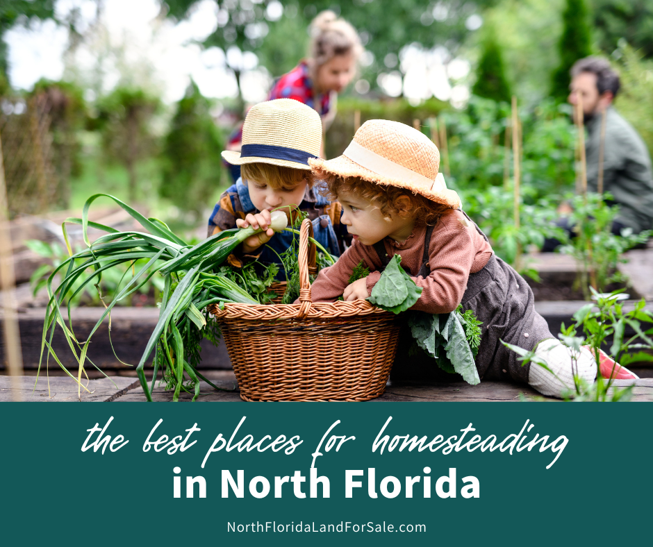North Florida’s Best Locations for Homesteading and Self-Sufficiency
