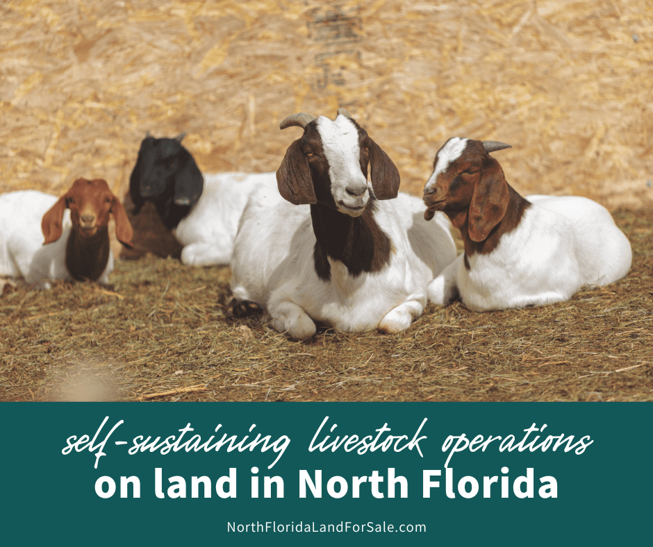 Why North Florida is Perfect for Self-Sustaining Livestock Operations
