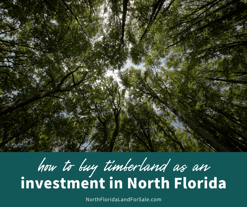 How to Buy Timberland in North Florida as an Investment