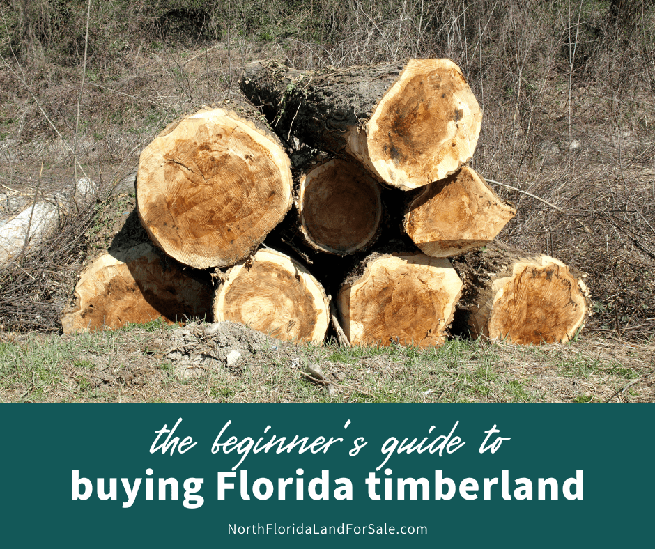 Beginner’s Guide to Buying Timberland in Florida